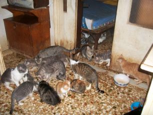 Ζητούν βοήθεια για να σώσουν τις 30 γάτες της συλλέκτριας στο Φάληρο